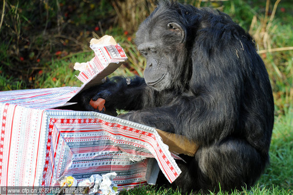 黑猩猩拆完耶誕禮物，對著鏡頭狂笑。（圖／CFP）