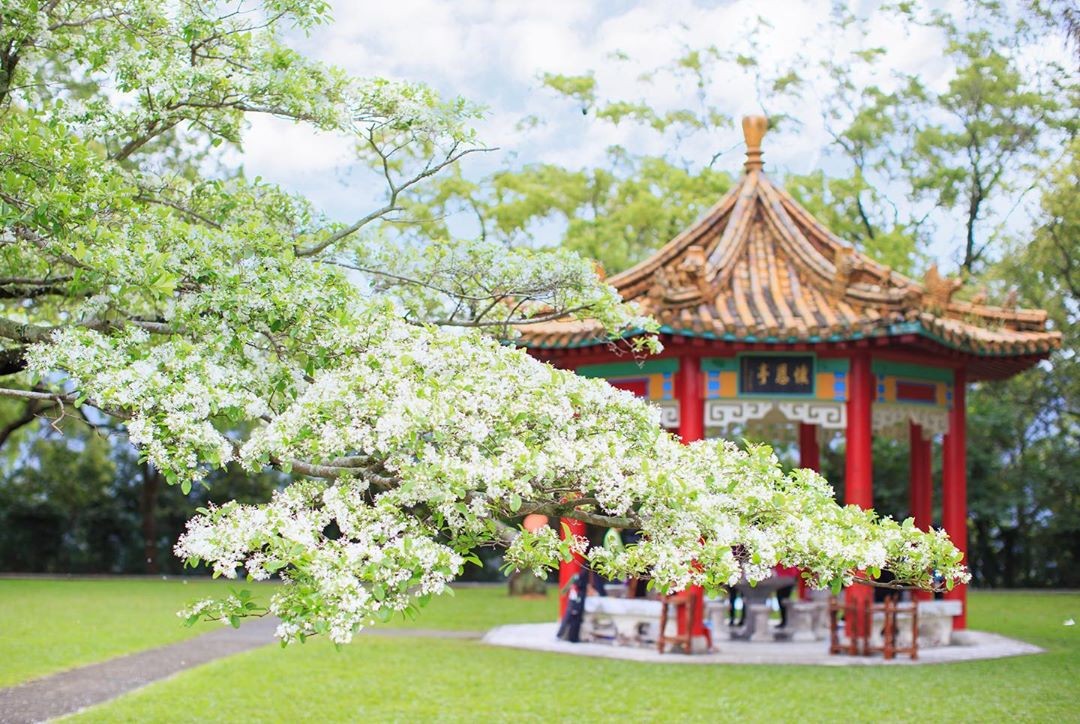 四月雪來了 桃園3處 流蘇花 爆開 萬坪草皮舒展身心 Ettoday旅遊雲 Ettoday新聞雲