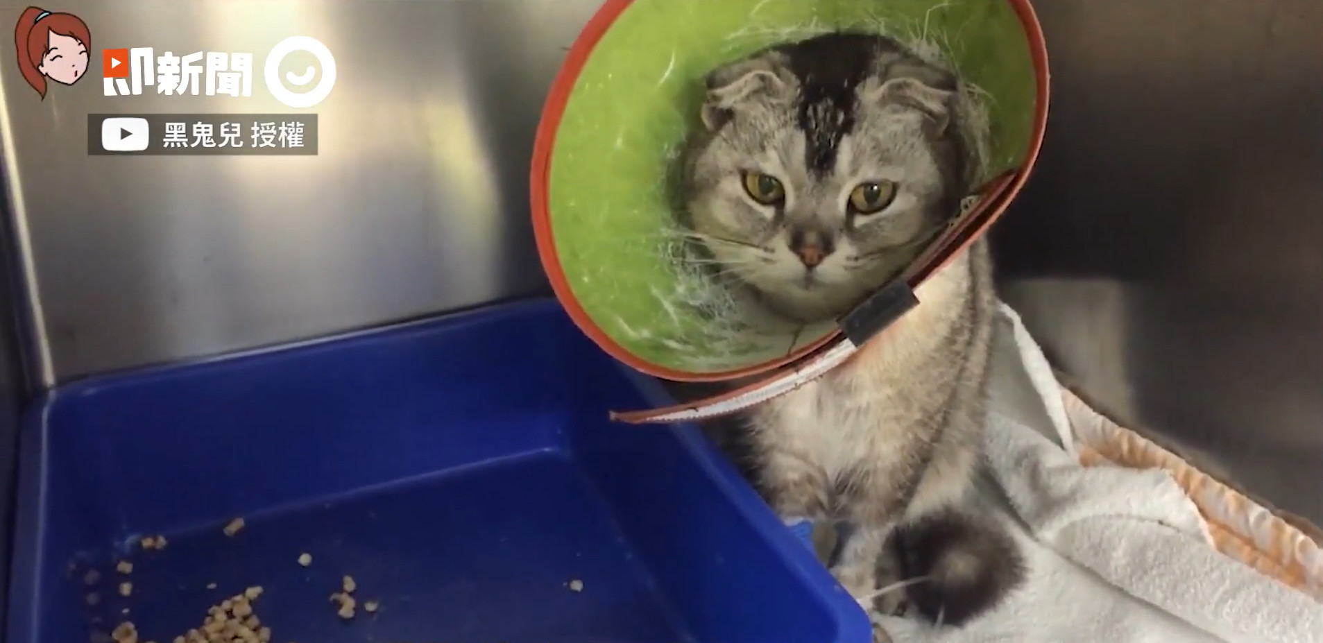 愛貓確診肺腺癌！ 她親送火化曝養病歷程：是甜蜜的負擔 ETtoday寵物雲 