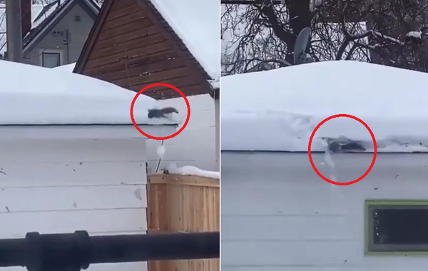 松鼠屋簷爆衝一秒變「鏟雪土撥鼠」。（圖／翻攝自推特@ru_ruru831）