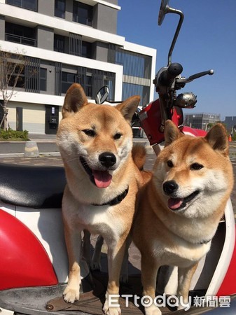 媽媽養的柴柴和自己養的柴柴。（圖／飼主邱薇如提供）