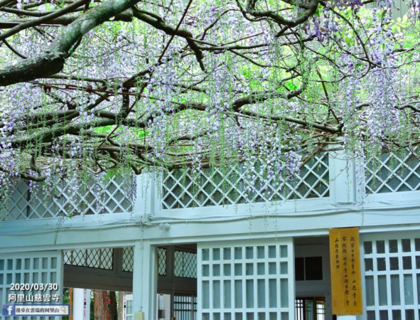 ▲阿里山櫻花。（圖／翻攝自臉書專頁《漫步在雲端的阿里山》）