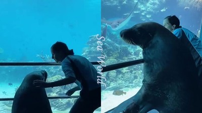 澳洲海洋世界關園　員工承諾「會照顧好動物」　海獅先出動拜訪魚群朋友