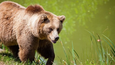 提早從冬眠醒來　俄羅斯暖冬害熊「睡不飽」　獵人撞見：太早起了吧
