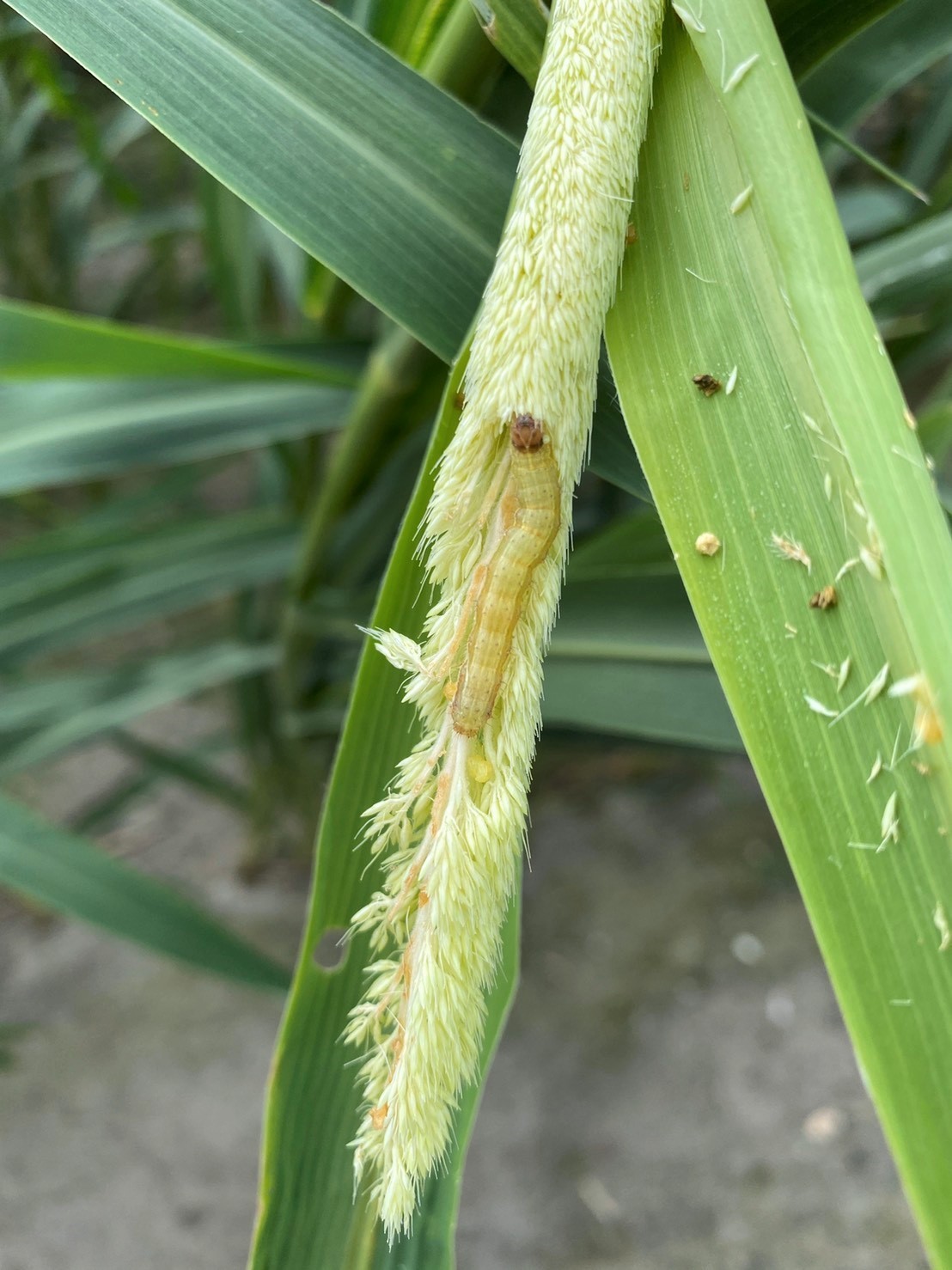 ▲▼小米植株受害狀。（圖／ 台東區農業改良場提供）