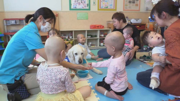 治療犬貝利多年來一直陪伴醫院的病童。（公視提供）