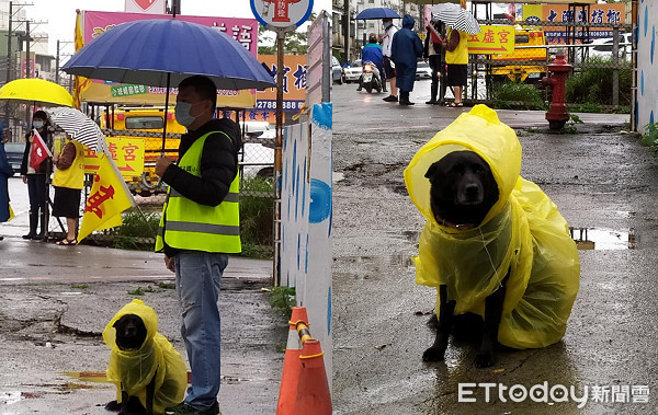 ▲▼資深校犬陪導護老師站崗！　穿雨衣「包成米腸」表情萌翻網友。（圖／網友Hsiaosheng Chung授權提供）