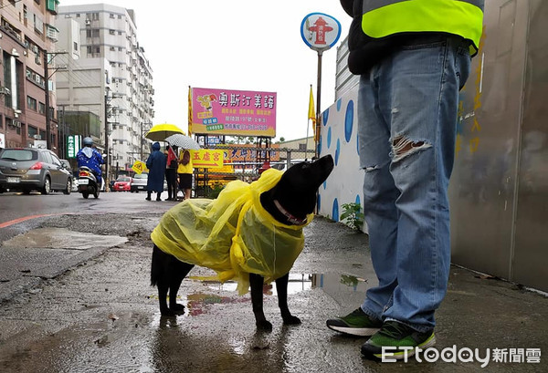 ▲▼資深校犬陪導護老師站崗！　穿雨衣「包成米腸」表情萌翻網友。（圖／網友Hsiaosheng Chung授權提供）