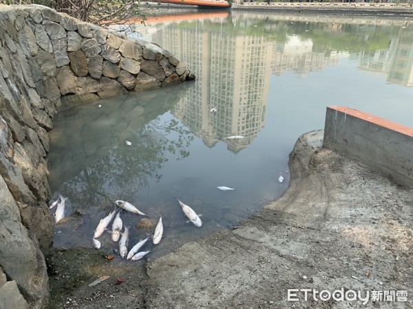 ▲台南市議員前往台南運河勘查，發現大量漁群死亡，要求環保局趕快清除，避免二度污染。（圖／記者林悅翻攝，下同）