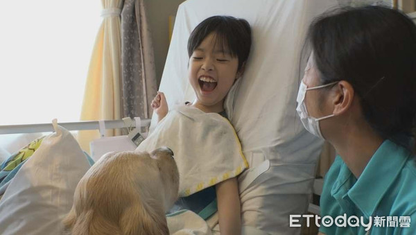 ▲▼治療犬貝利9年助3000名病患！　送女童進手術室「門口堅定守護」。（圖／公視主題之夜提供）