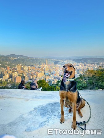 心機汪蹭馬麻美腿。（圖／飼主申秀真提供，請勿隨意翻拍，以免侵權。）