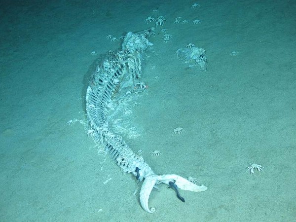 ▲陸科學家於南海發現長3公尺的「鯨落」。（圖／翻攝中國科學院深海科學與工程研究所）