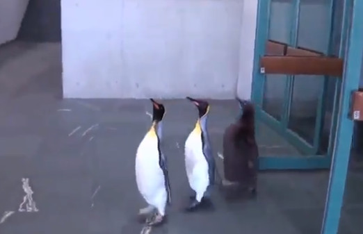 ▲放風時間到！企鵝家族「列隊逛大街」　網抓牠「綜藝摔」笑翻。（圖／翻攝自Twitter@TokyoZooNet_PR）