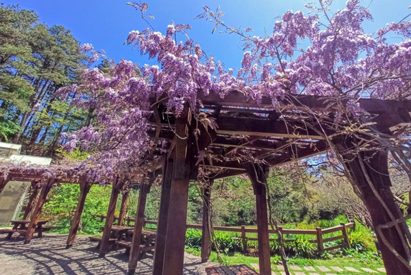 ▲福壽山農場紫藤花。（圖／翻攝自《福壽山農場》臉書專頁。）