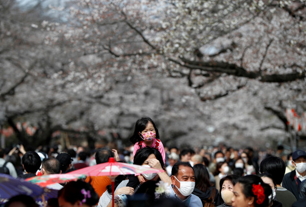 ▲▼東京民眾2月22日戴著口罩在上野公園賞櫻。（圖／路透）