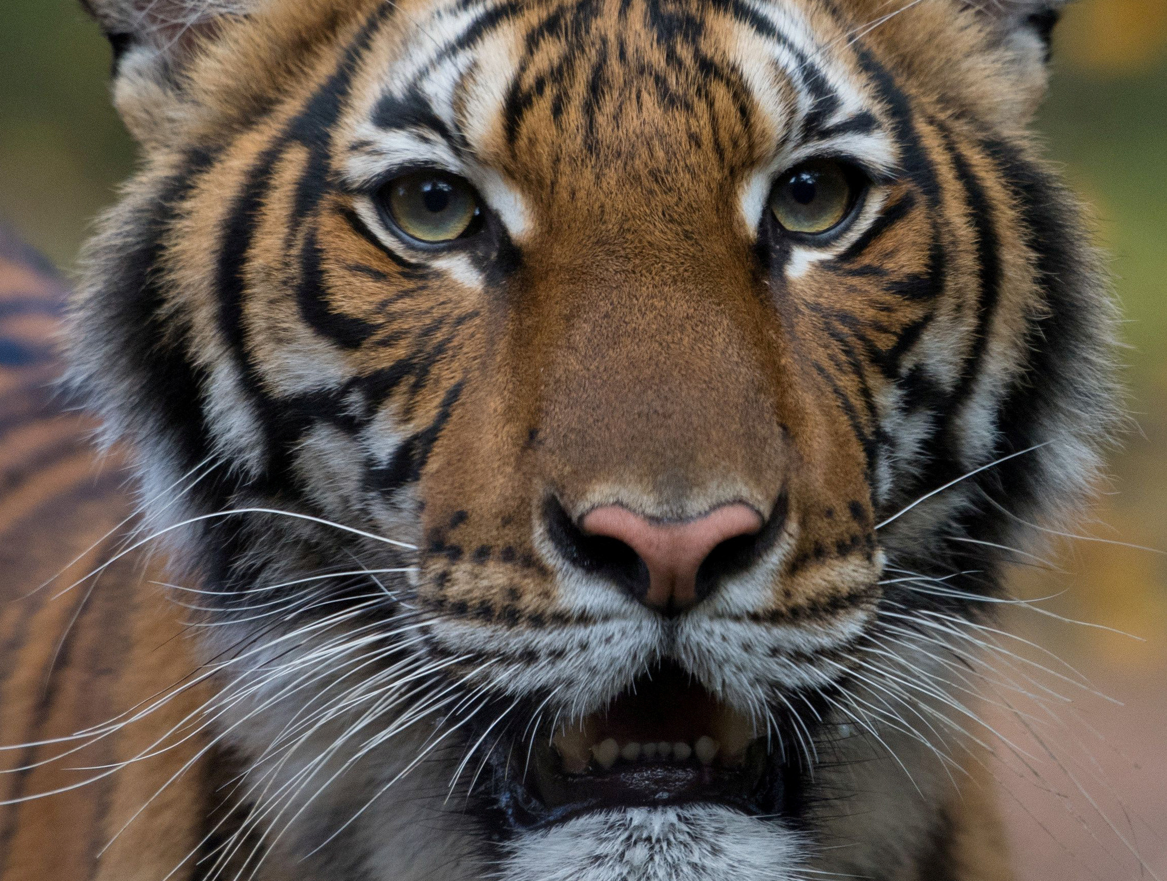 ▲紐約布朗克斯動物園的馬來亞虎（Malayan tiger），納迪雅（Nadia）。（圖／路透）