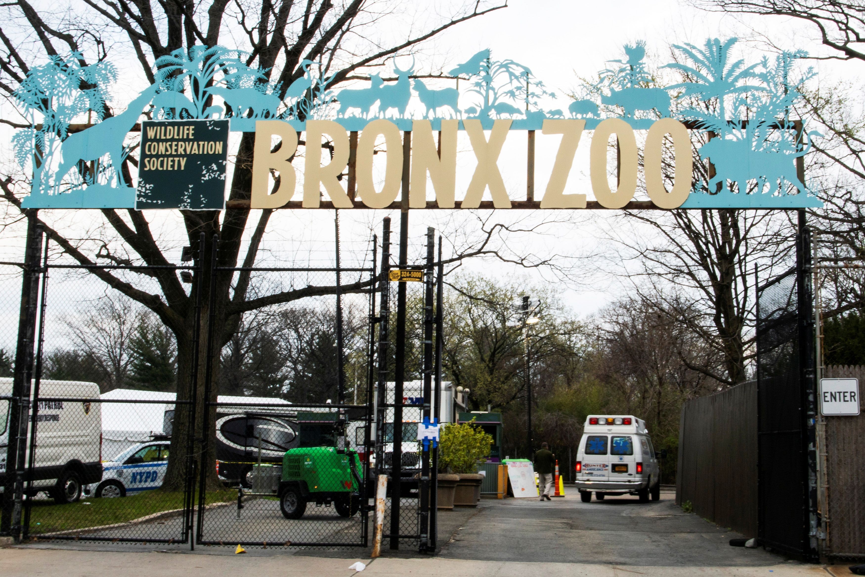 ▲▼一輛救護車進入布朗克斯動物園。（圖／路透）
