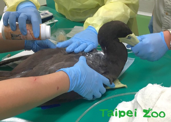 白腹鰹鳥。（圖／台北市立動物園提供）