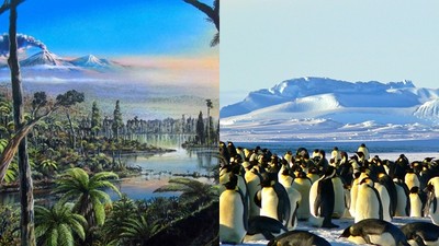 發現植物遺跡！長年寒冷的南極以前是雨林　研究人員：過去年均溫12度