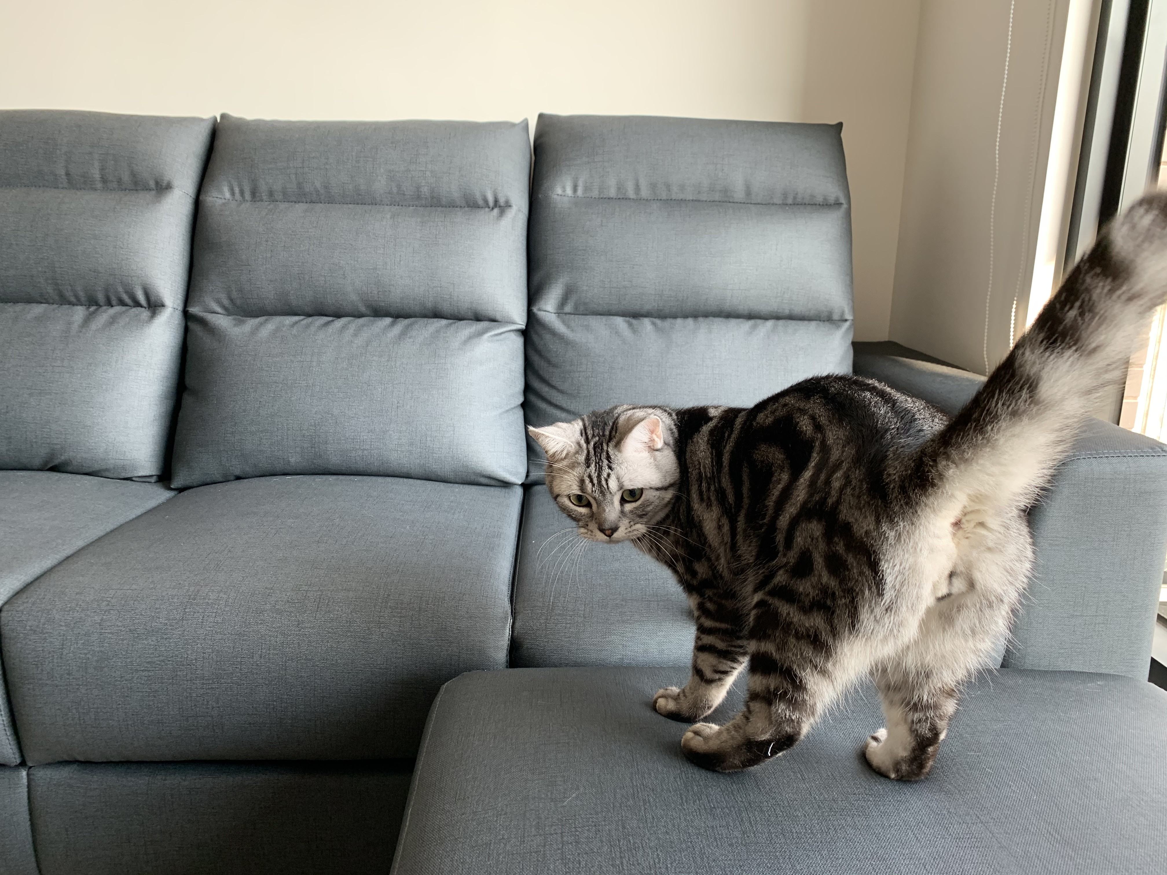 貓抓皮「耐抓」非「防抓」 沙發想延壽？專家：定期修甲最有效 ETtoday 