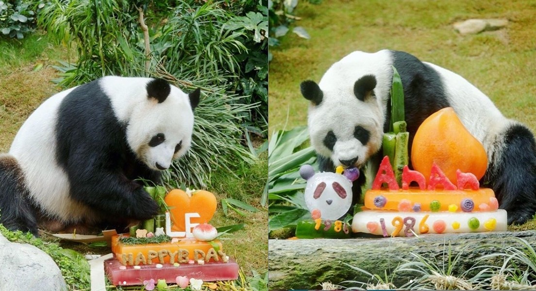 ▲▼ 香港海洋公園的兩隻熊貓十年來首次交配。（圖／翻攝自Instagram／hkoceanpark）