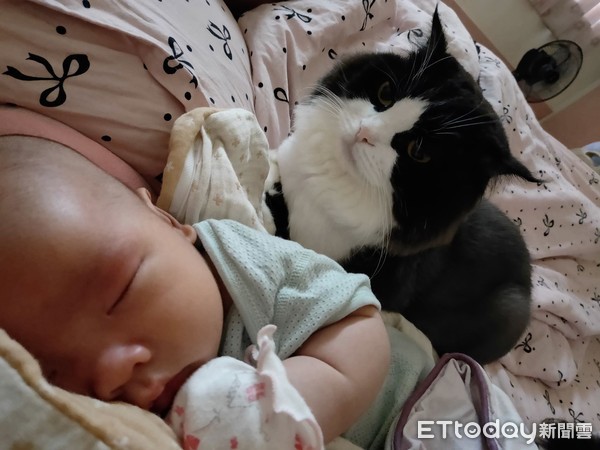 ▲憨吉從出生就和貓咪們相處在一起。（圖／網友Wan Ting授權提供）