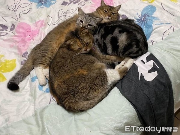 ▲貓咪們一同睡在奴才的褲子上。（圖／網友范糰糰授權提供）