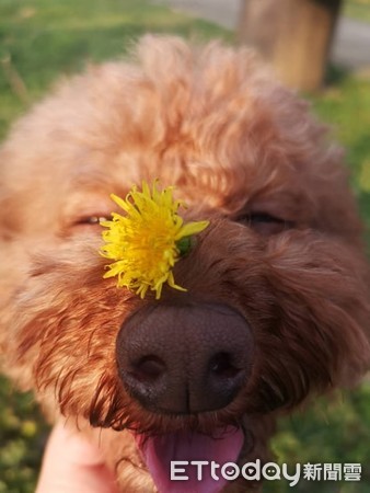 ▲黃金獵犬,紅貴賓,狗。黃金獵犬被ㄅㄧㄤˋ！「隔壁那隻狂倒地」　媽笑：牠只有這技能。（圖／飼主黃苡晴提供）