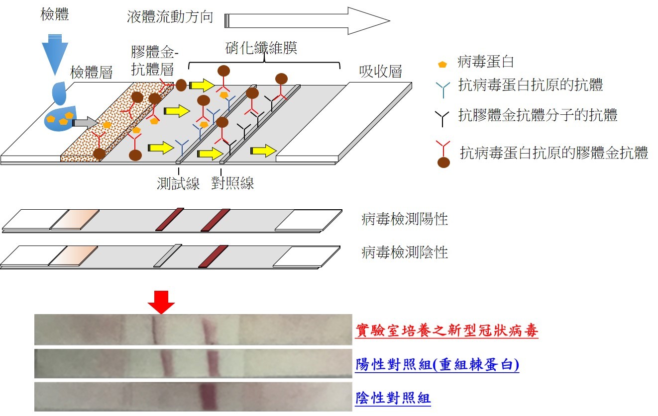 ▲▼國衛院新冠病毒快篩試劑成果說明。（圖／國衛院提供）