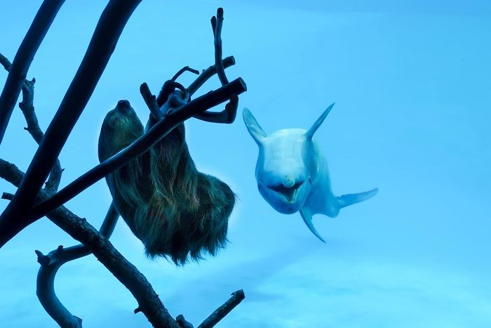▲海豚樹懶見面會。（圖／翻攝自Texas State Aquarium）