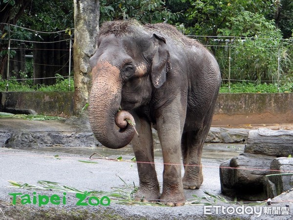 ▲動物園大象「友愷」。（圖／臺北市立動物園提供，請勿隨意翻拍，以免侵權。）