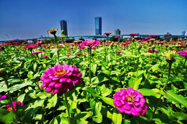 ▲新北花海。（圖／新北市政府高灘地工程管理處提供）