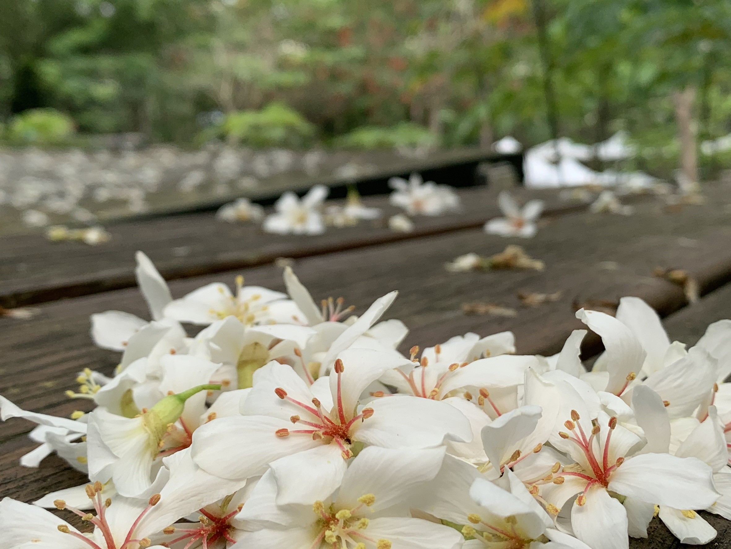 紛飛五月雪 網友熱議八大油桐花景點雲林荷苞山公園聲量最高 Ettoday旅遊雲 Ettoday新聞雲