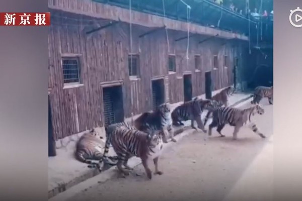 ▲▼昆明野生動物園釣老虎。（圖／翻攝自微博／紅星新聞）