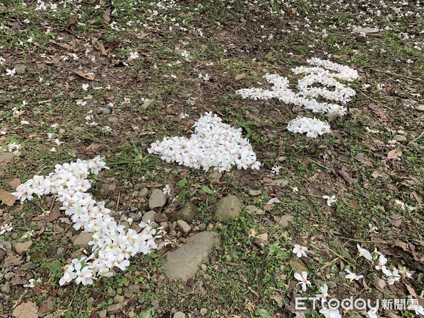 ▲雲林古坑油桐花公園於山腰間，綠葉白花搖曳相襯，吸引遊客前往賞花。（圖／記者蔡佩旻攝）