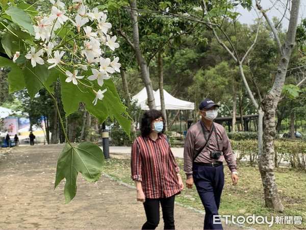 ▲雲林古坑油桐花公園於山腰間，綠葉白花搖曳相襯，吸引遊客前往賞花。（圖／記者蔡佩旻攝）