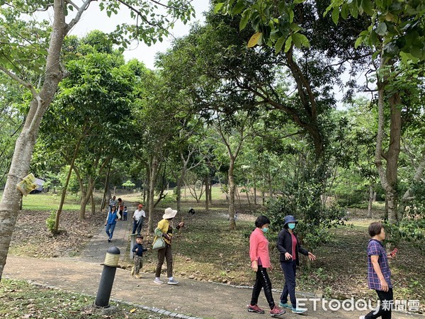 ▲雲林古坑油桐花公園於山腰間，綠葉白花搖曳相襯，吸引遊客前往賞花。（圖／記者蔡佩旻攝）