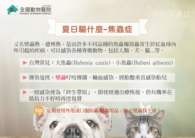 黑色碎屑把耳道都塞滿了 毛孩耳疥蟲只要接觸就有可能感染 Ettoday寵物雲 Ettoday新聞雲