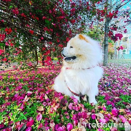 ▲鬆獅,狗,寵物美容。蓬毛鬆獅剪髮後變「圓規泰迪熊」　網友萌噴鼻血：好想抱！。（圖／飼主陳宣筑提供）