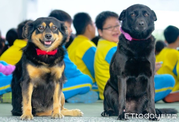 ▲通通給我量體溫！校犬「門口監督」小學生排隊　老師讚：防疫生力軍。（圖／網友Hsiaosheng Chung提供，請勿隨意翻拍，以免侵權。）