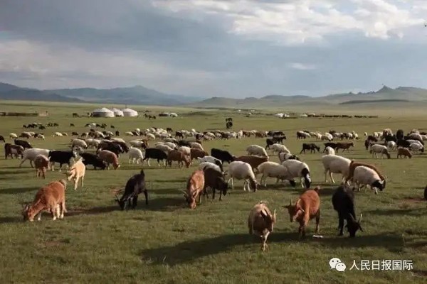 ▲蒙古國贈與大陸的30000頭羊，是由各省牧民捐贈。（圖／翻攝紅星新聞）