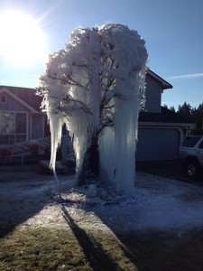 寒冬一來，我家院子就會出現天然冰雕