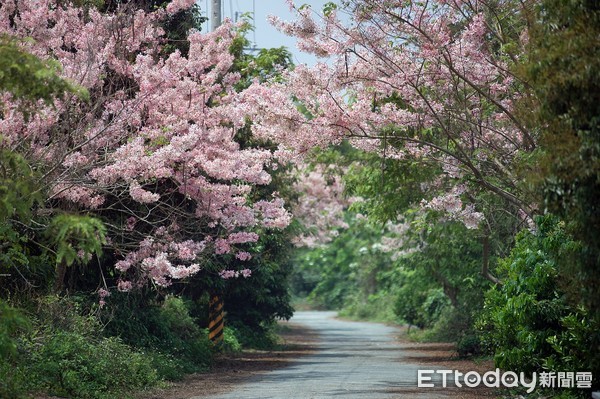 ▲東義路圓林仔  桐花、花旗木、藍花楹盛開  賞花記得防蚊與防疫。（圖／記者翁伊森翻攝）