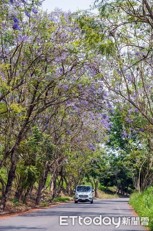 ▲東義路圓林仔  桐花、花旗木、藍花楹盛開  賞花記得防蚊與防疫。（圖／記者翁伊森翻攝）