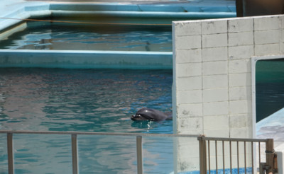 獵殺海豚血洗海灣　日「最孤單海豚」離世！　獨居廢棄水族館兩年沒人理