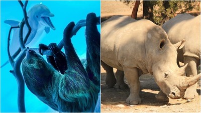 犀牛需要有人摸肚肚！無遊客的動物園讓動物好無聊　只好玩「跨種族交友」
