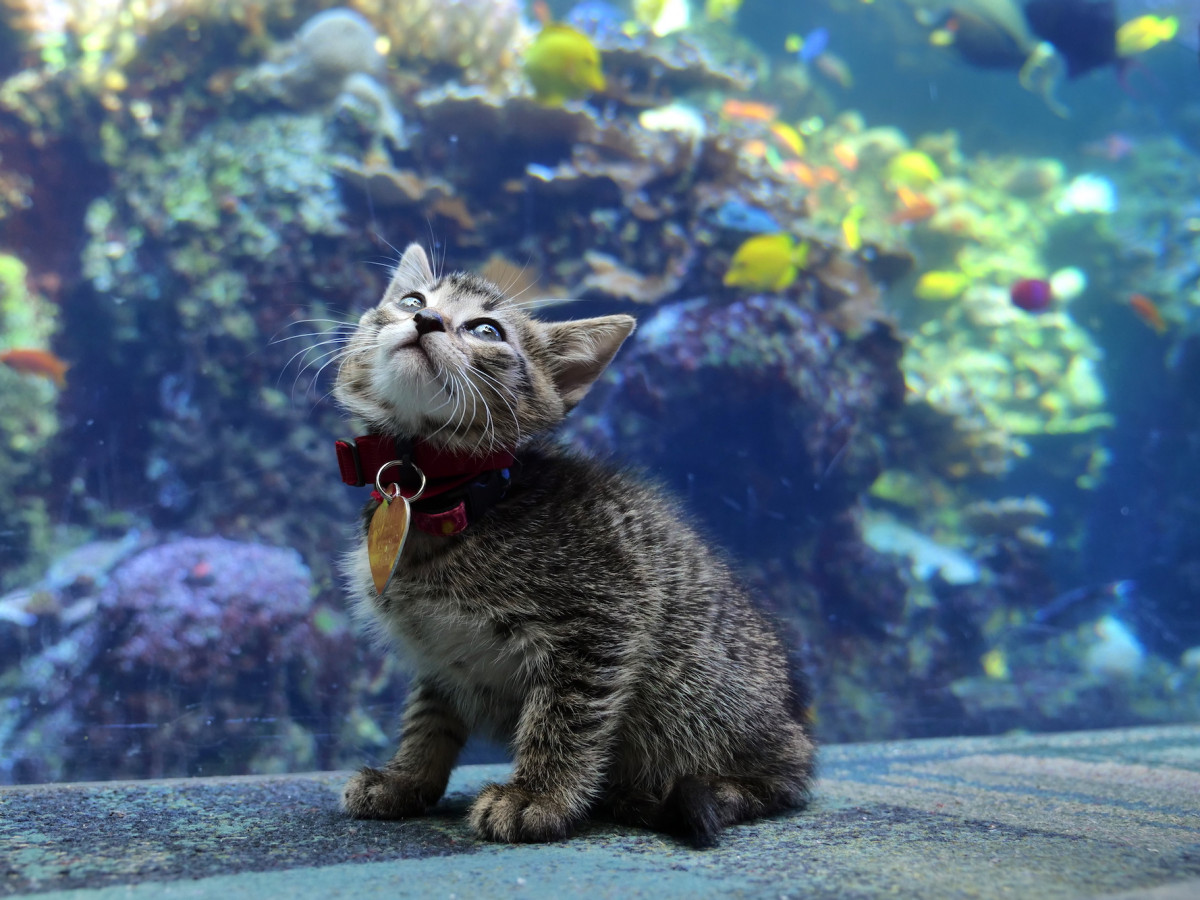 ▲▼貓咪遊水族館。（圖／翻攝自Twitter／帳號名稱GeorgiaAquarium）