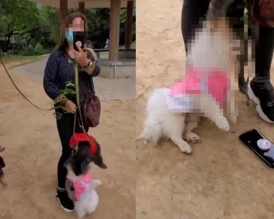 ▲西貢發生狗咬狗事件，博美犬已受傷，還被女主人用繩子吊頸。（圖／翻攝自臉書，下同）