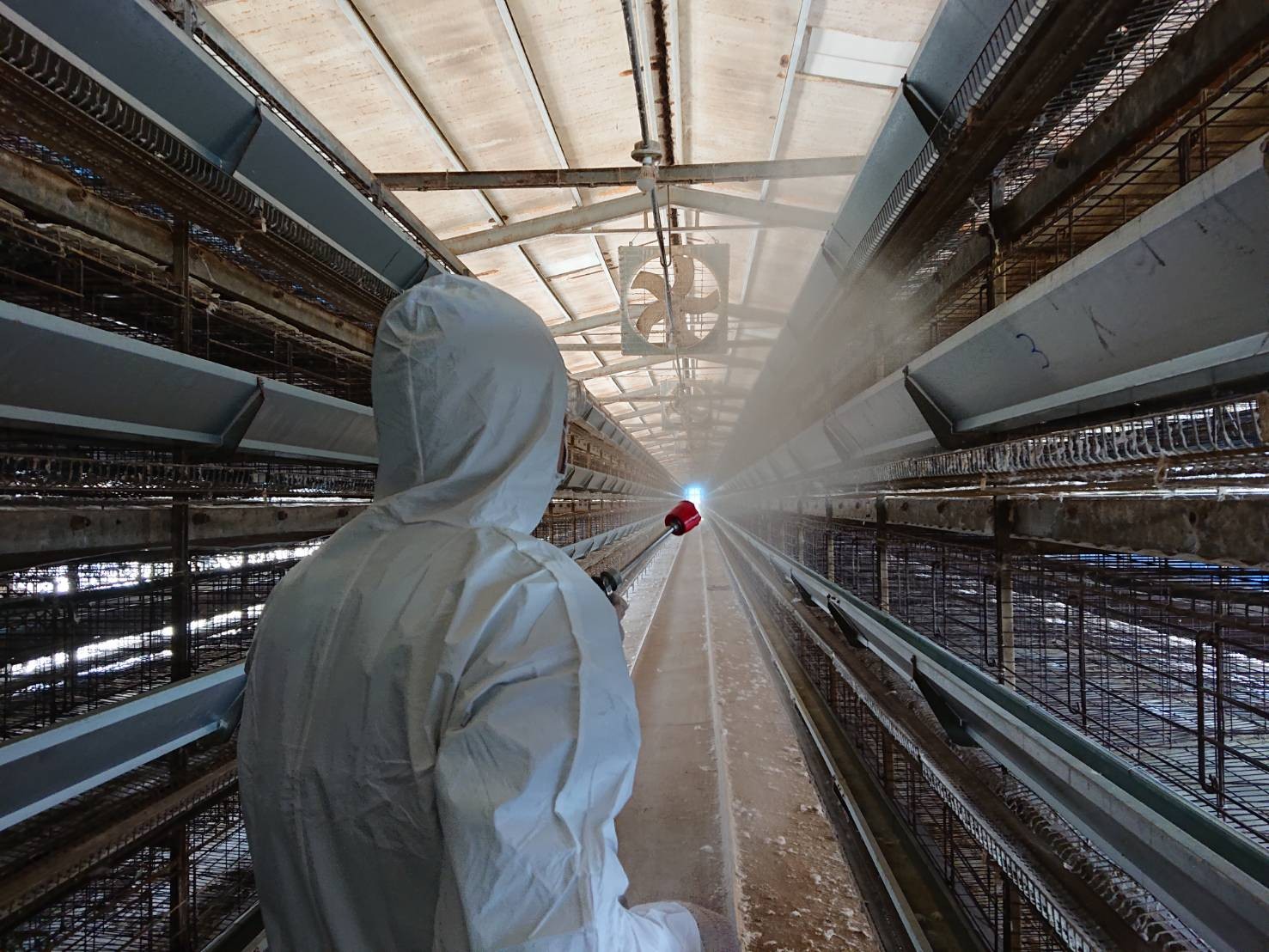 ▲台南市鹽水區一蛋雞場確診H5N5高病原性禽流感，動保處共撲殺82週齡蛋雞8624隻及560公斤雞蛋，並全數運往焚化爐銷燬。（圖／記者林悅翻攝，下同）