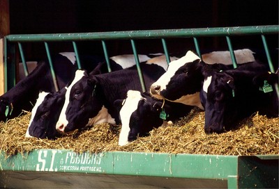 農民投訴警方「我家的牛沒有產奶」　人民保母無奈：這我真的沒辦法